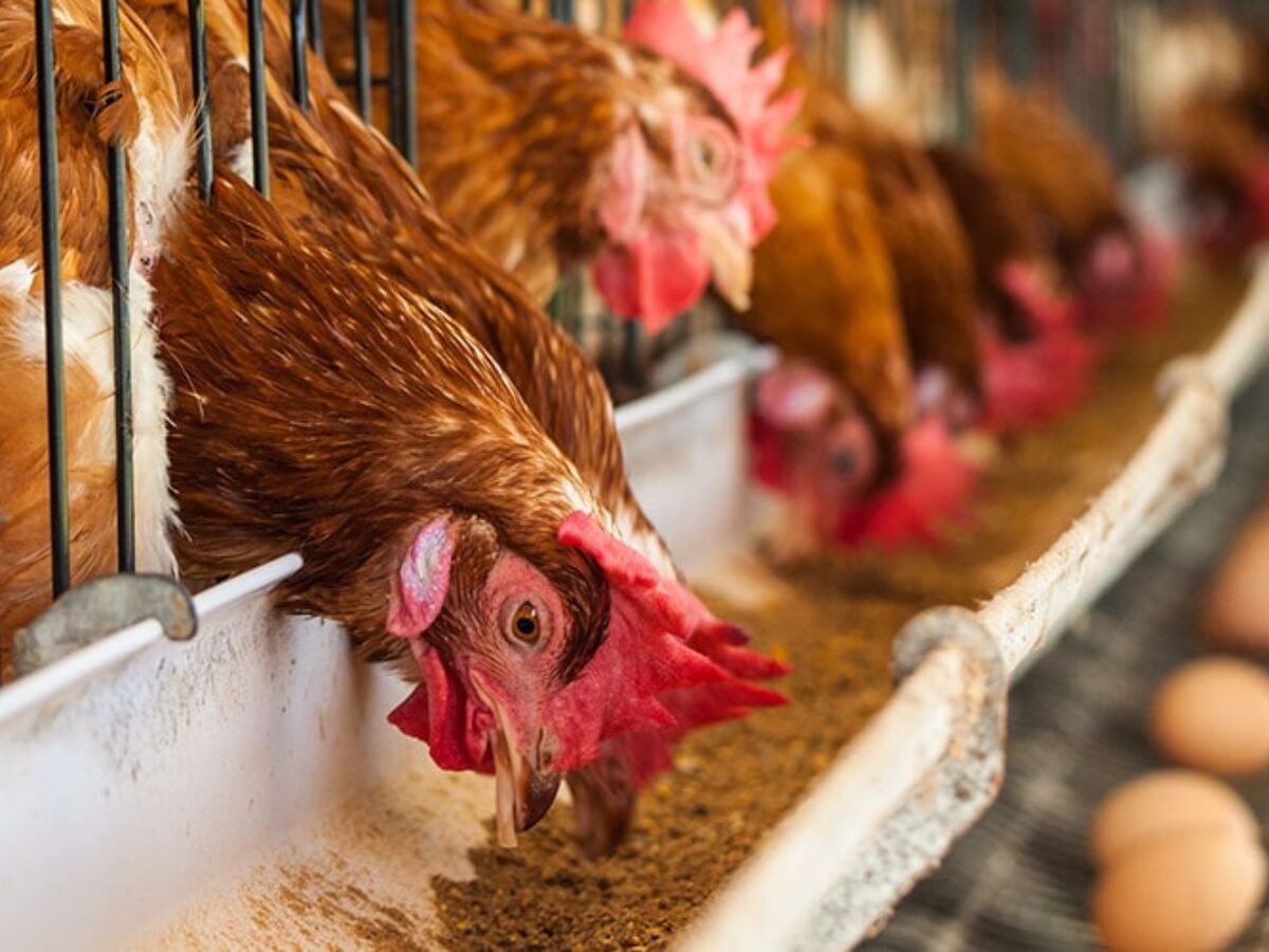 Poultry Feed Supplements